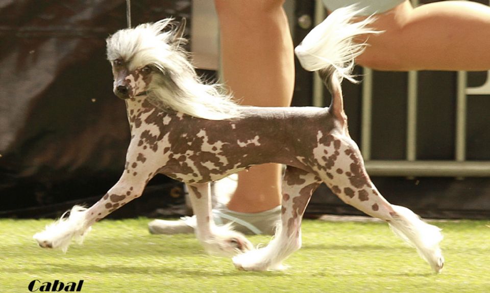 MOHAWK CHINESE CRESTED DOGS.